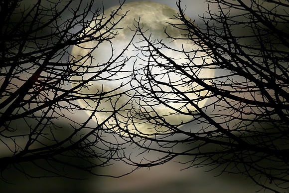 Trees and Moon