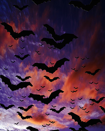 Bats at Dusk