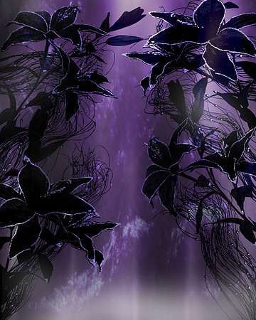 Black Lily