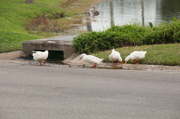 Auman_Photo063