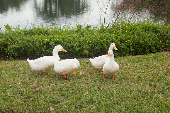 Auman_Photo070