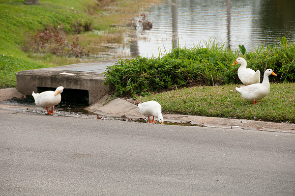 Auman_Photo062