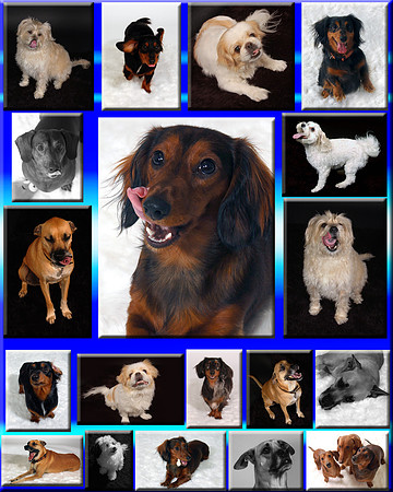 pets2